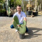 Opuncia figová (Opuntia ficus) ´INDICA´ - výška 40-60 cm, kont. C7L (-5°C)